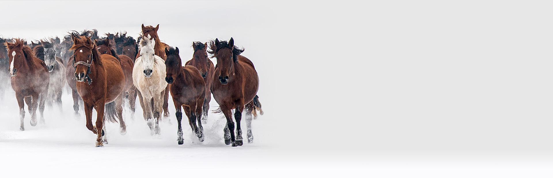 Stado koni biegnących po śniegu Slajd 2