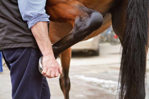 Weterynarze wykonują badanie jamy ustnej u konia